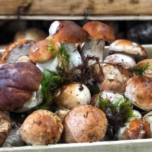 Specii gustoase de ciuperci comestibile - Garden